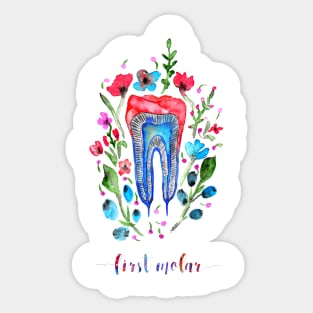 First molar Sticker